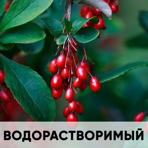 Ароматизатор пищевой водорастворимый, барбарис KREDA